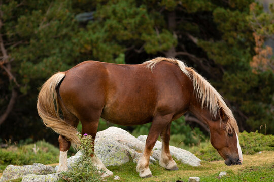 Retrato de una yegua de raza Caballo Pirenaico Catalán (Cavall Pirienc Català)