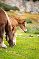 Potro de raza caballo pirenaico catalán (Cavall Pirinenc Català) al lado de su madre (yegua) en un prado de los Pirineos