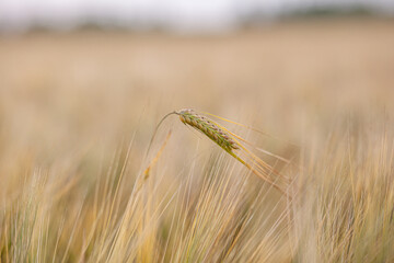 An ear of rye or wheat in the field. rye meadow moving on the wind, close-up, selective focus....