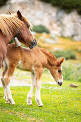 Potro de raza Caballo Pirenaico Catalán (Cavall Pirienc Català) al lado de su madre (yegua) en un prado de los Pirineos