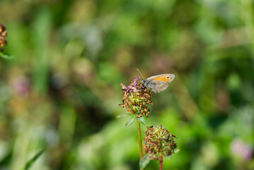 Small Heath butterfly (Coenonympha pamphilus) sitting on a flower in Zurich, Switzerland