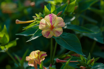 Night Beauty ( Mirabilis jalapa ) is a popular ornamental plant