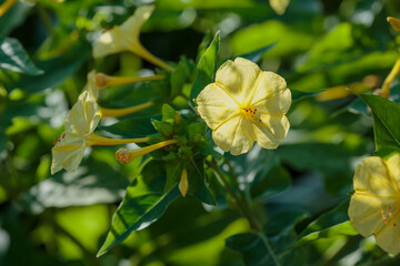 Night Beauty ( Mirabilis jalapa ) is a popular ornamental plant