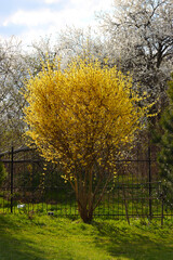Forsythia bush blooming in early spring.