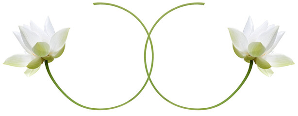 Fleurs blanches de lotus entrelacées, fond blanc 