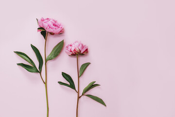 Beautiful pink peonies on a pink pastel background.