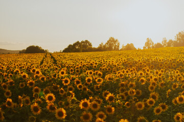 Fototapeta premium Sunflower field, sunset light, landscape