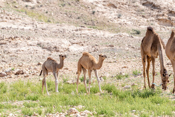 Dromedary Camel Calves, babies Camels, Middle East, Arabian Peninsula