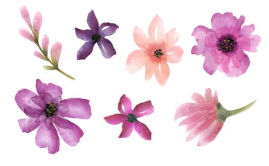Purple and pink garden flowers, isolated on white background. Watercolor style