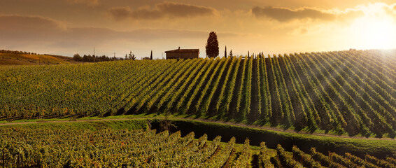 Vineyards at sunset in tuscan countryside in Italy.