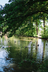 Fototapeta na wymiar reflection of trees in the water