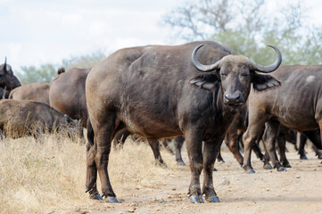 Fototapeta premium African buffalo or Cape buffalo looking at the camera