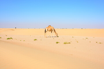 Camel walking in the Desert of the Middle East, Arabian Peninsula biodiversity and animals