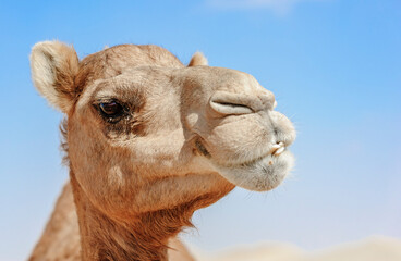 Mouth Close-up of Camel Head