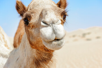 Close-up of Camel Head in the desert