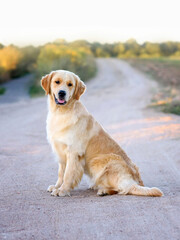 dog golden retriever labrador sits in summer in a field on the road at sunset. Dog for a walk in the field. Dog is man's best friend