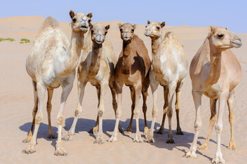 Group of camels in the Middle Eastern desert, observing the camera. Wild Arabian Peninsula animals...
