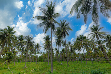 Fototapeta na wymiar coconut grove,Summer. Sunny day. Noon. Cuba, the beach of Varadero Atlantic Ocean. Palm grove with coconut. Sandy road to the sea. the path among the palm trees. way beach