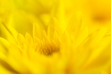 Yellow macro flower background,Yellow chrysanthemum petals macro shot