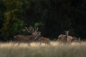Red deer during rut time. Deer roaring on the meadow. Autumn in animals kingdom.