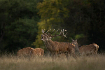 Red deer during rut time. Deer roaring on the meadow. Autumn in animals kingdom.