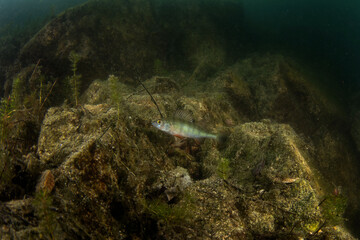 European perch in the dam. Perch in natural habitat. European wildlife. Fish during dive.	