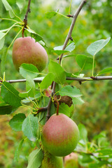 Ripe pears on a branch against the backdrop of nature. Shallow depth of field
