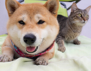 Shiba Inu puppy and his friend striped kitten