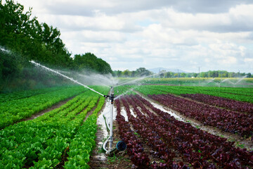 Irrigation system works in field, sprinkles water on the soil for good harvest. Sprinkler spraying agricultural field on farm - obrazy, fototapety, plakaty