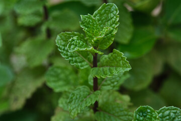 Garden mint, Spear mint, Bush mint, Menthol Mint in the garden bed, Mint plant grow at vegetable garden.