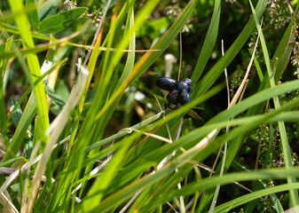 close up of a Dumbledor beetle (Trypocopris vernalis, Geotrupes stercorarius) taking off in to flight