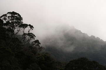 Bäume und Nebel in der Sierra Nevada de Santa Marta