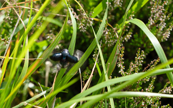 close up of a Dumbledor beetle (Trypocopris vernalis, Geotrupes stercorarius) taking off in to flight