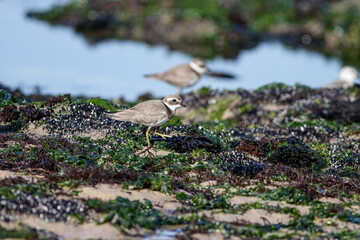 Plover on the sea rocks