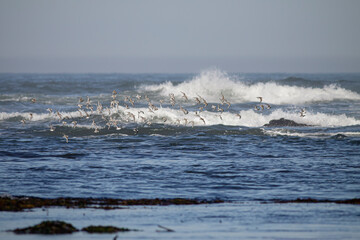 Flock of sanderlings in flight