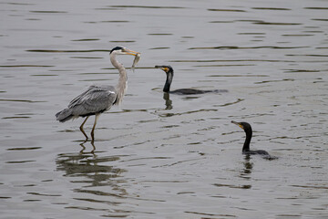 Two cormorants chasing heron to steal fish