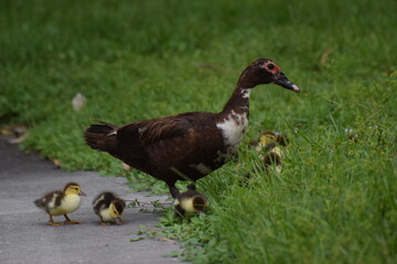 Mama and babies - ducks