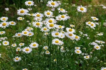 Fototapeta premium White daisies background. Floral rustic summer backrground