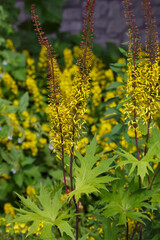 Yellow flowers of Ligularia przewalskii in garden
