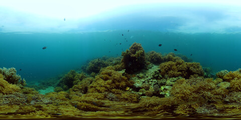 Naklejka na ściany i meble Tropical coral reef. Underwater fishes and corals. Underwater fish reef marine. Philippines. Virtual Reality 360.