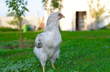 a colorful chicken in the farmyard.