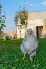 a colorful chicken in the farmyard.