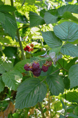 ripe raspberries.raspberry bush with berries on the garden plot.