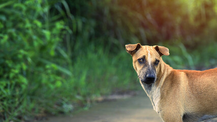A stray dog on the side of the road
