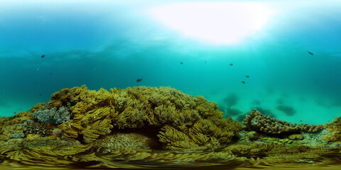 Fototapeta na wymiar Coral reef and tropical fishes. The underwater world of the Philippines. Underwater colorful tropical coral reef seascape. 360 panorama VR