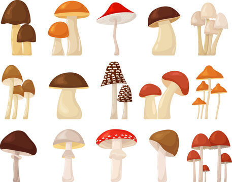 mushroom collection set in flat style, isolated, vector