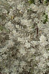 Leucophyllum frutescens plant leaves background