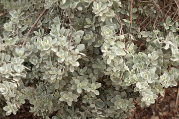 Leucophyllum frutescens plant leaves background
