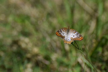 White Peacock Butterfly