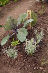 plantas en el huerto